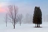 Trees In Fog_05936-7